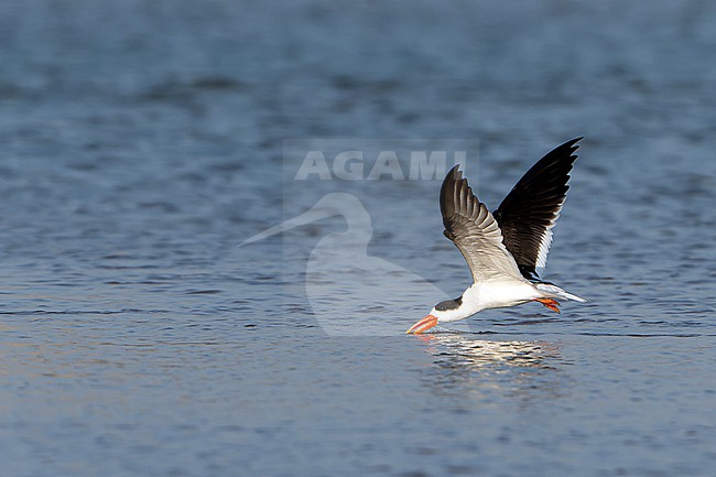 Indian Skimmer, Rynchops albicollis, in India. stock-image by Agami/Dani Lopez-Velasco,