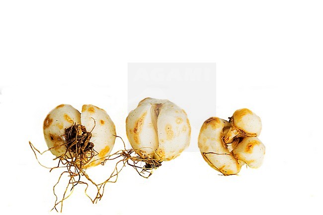 Snake's Head Fritillary bulbs stock-image by Agami/Wil Leurs,