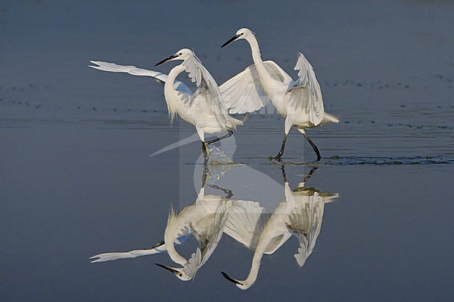 Little Egret foraging; Kleine Zilverreiger foeragerend stock-image by Agami/Daniele Occhiato,