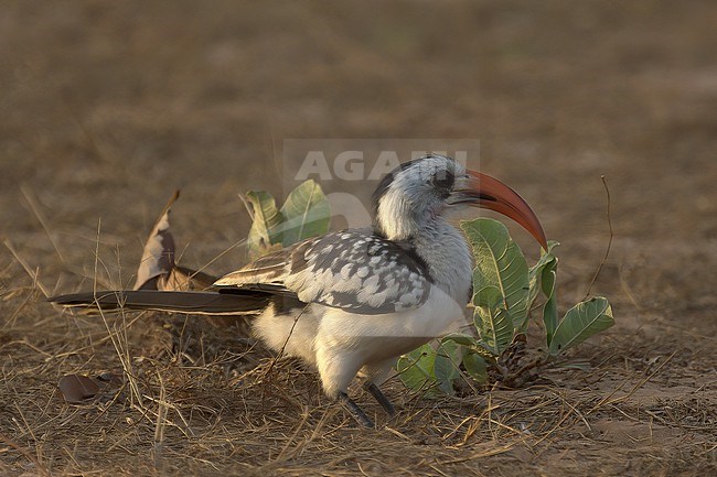 Western Red-billed Hornbill (Tockus kempi), side view of juvenile bird on ground in Gambia, Africa stock-image by Agami/Kari Eischer,