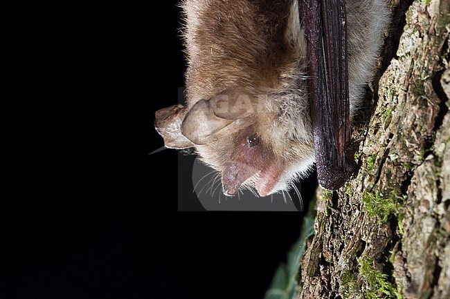 Natterer's bat, Myotis nattereri stock-image by Agami/Theo Douma,