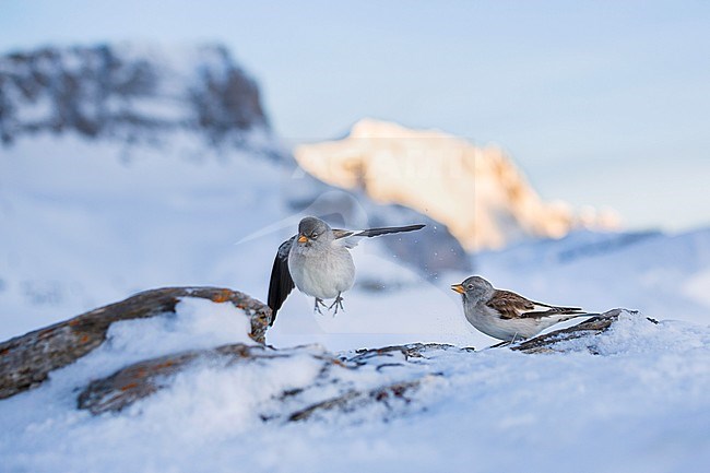 Winter plumaged White-winged Snowfinch (Montifringilla nivalis nivalis) in high Alps in Switzerland. stock-image by Agami/Ralph Martin,
