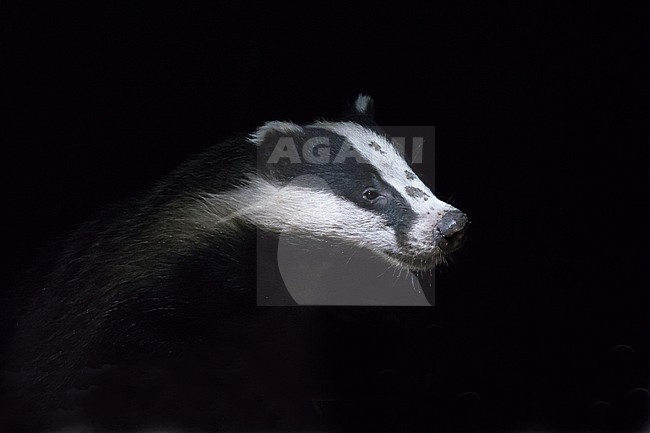 European Badger (Meles meles) at night in the Netherlands. stock-image by Agami/Hans Germeraad,