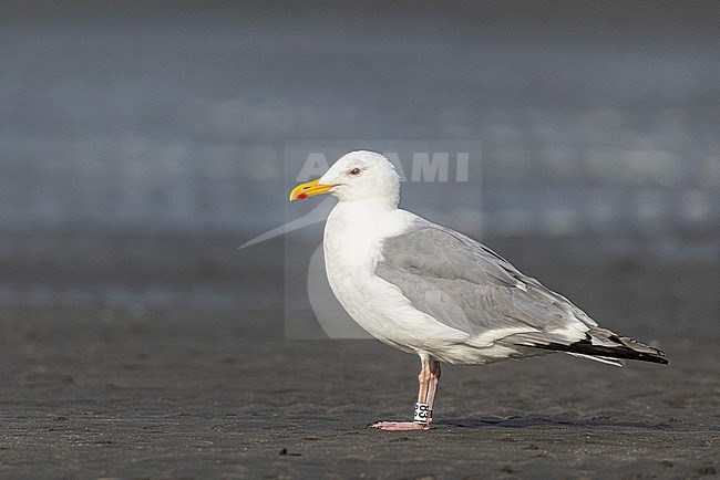 Adult Vega Gull (Larus vegae) in Japan. stock-image by Agami/Yann Muzika,