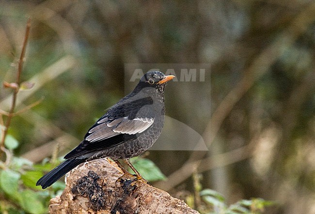 Male Grey-winged Blackbird (Turdus boulboul) standing on a fallen log in woodland in the foothills of Himalaya. stock-image by Agami/Marc Guyt,