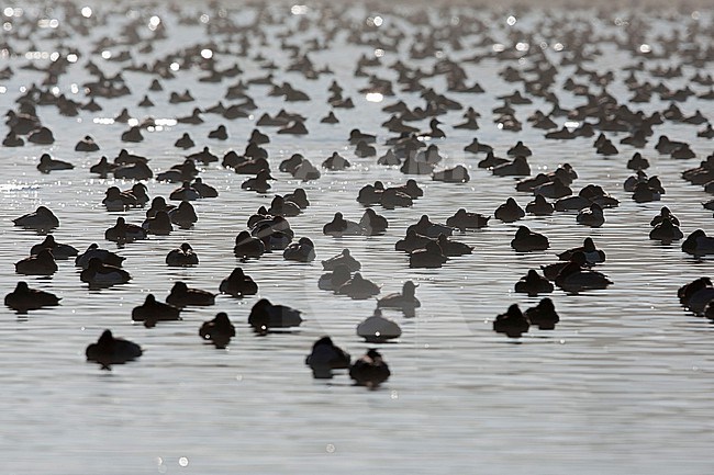Resting Common Pochards (Aythya ferina) and Tufted Ducks (Aythya fuligula) in its wintering grounds in southern Germany seeing against the light stock-image by Agami/Mathias Putze,