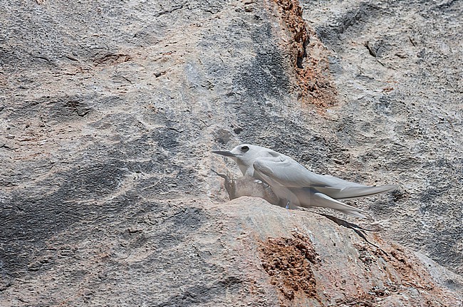 Atlantic white tern, Gygis alba alba) in the atlantic ocean. Also known as Fairy tern or White Noddy. Adult perched on rock at its nest. stock-image by Agami/Marc Guyt,