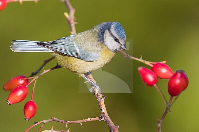 Eurasian Blue Tit (Cyanistes caeruleus), adult perched on a Dog Rose stock-image by Agami/Saverio Gatto,