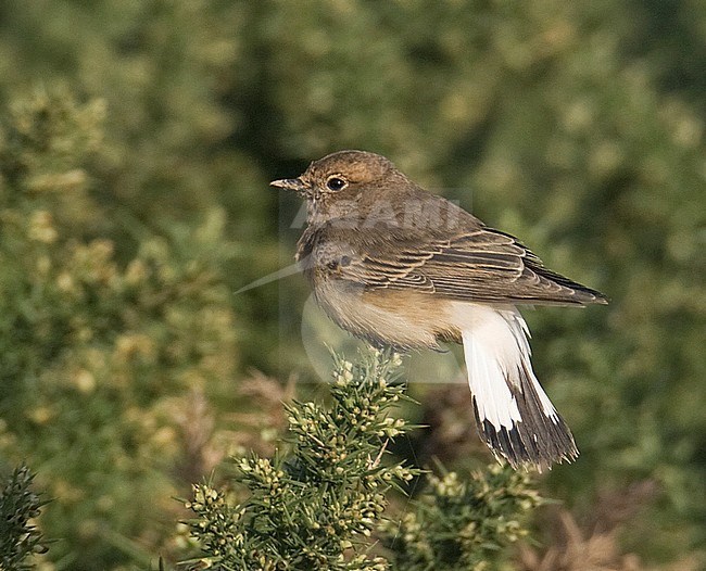 First-winter female Pied Wheatear (Oenanthe pleschanka), Reighton, North Yorkshire, during late autumn. Perched on vegetation, showing tail pattern. stock-image by Agami/Steve Gantlett,
