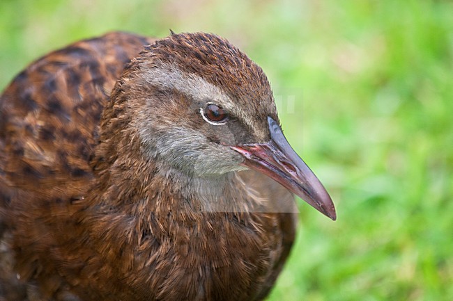 Weka, Weka, Gallirallus australis stock-image by Agami/Martijn Verdoes,