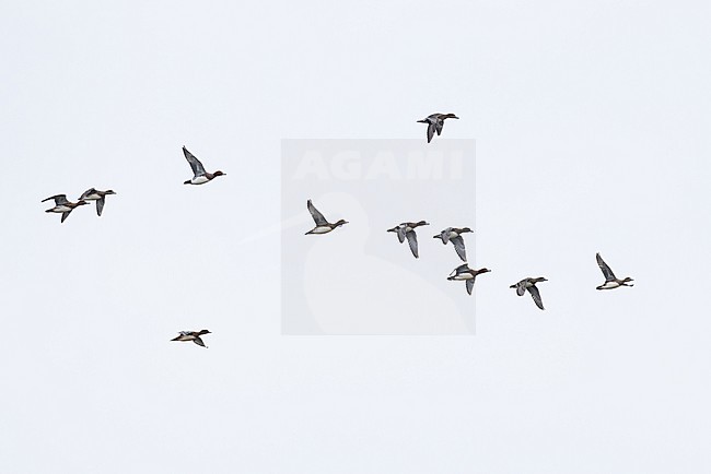 flock of eurasian widgeon (anas penelope) in flight, found at Fehmarn at the Baltic Sea in Germany stock-image by Agami/Mathias Putze,