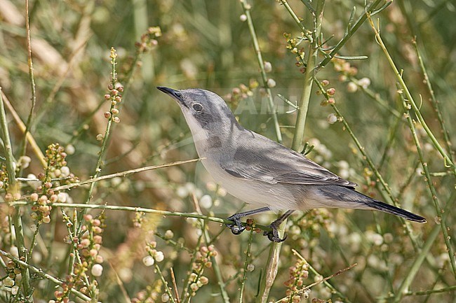 Eastern Orphean Warbler (Sylvia crassirostris) female stock-image by Agami/Dick Forsman,