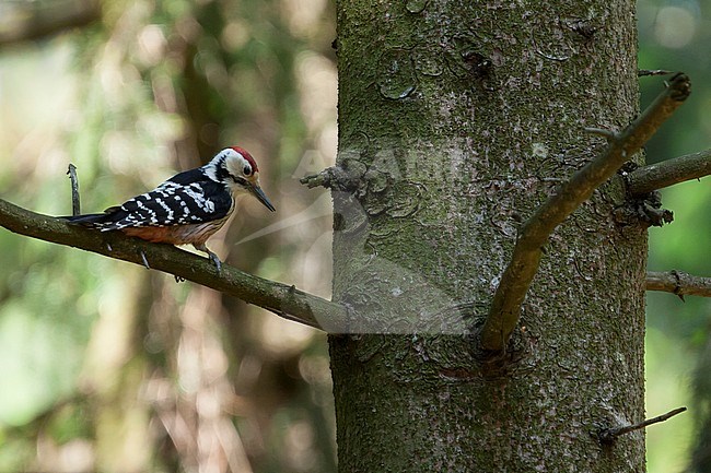 White-backed Woodpecker - Weissrückenspecht - Dendrocopos leucotos ssp. leucotos, Germany, adult male stock-image by Agami/Ralph Martin,