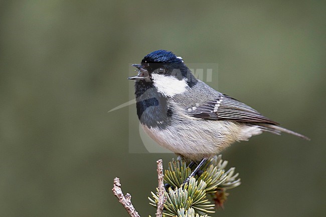 Cyprus Coal Tit - Tannenmeise - Parus ater ssp. atlas, Morocco, adult stock-image by Agami/Ralph Martin,