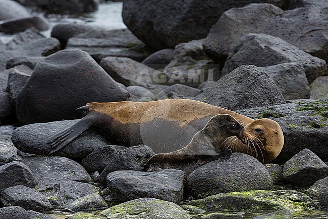 A Galapagos sea lion, Zalophus californianus wollebaeki, with its pup. Espanola Island, Galapagos, Ecuador stock-image by Agami/Sergio Pitamitz,