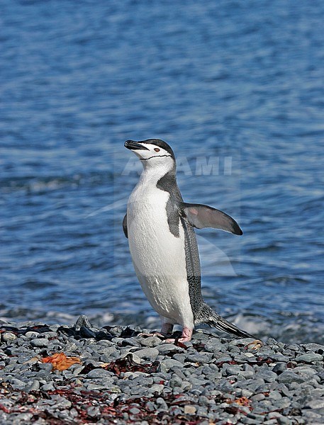 Chinstrap Penguin (Pygoscelis antarcticus) in Antarctica. Standing on the beach. stock-image by Agami/Pete Morris,