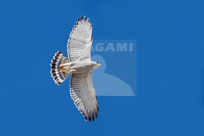 Adult 
Pima Co., AZ
April 2024 stock-image by Agami/Brian E Small,