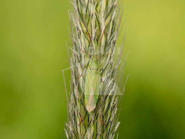 Two-spined grass bug in it's natural habitat: grass stock-image by Agami/Arnold Meijer,