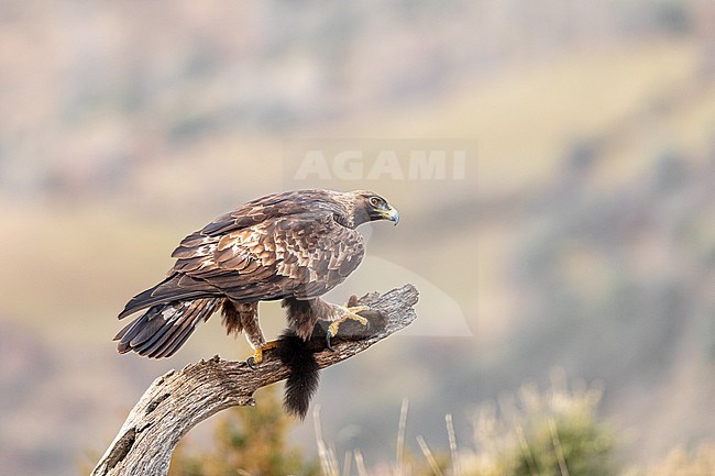 Golden Eagle with prey stock-image by Agami/Onno Wildschut,