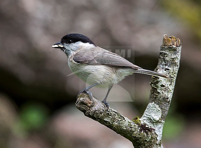Marsh Tit (Poecile palustris dresseri) British subspecies/race carrying food for young in its nest. stock-image by Agami/Andy & Gill Swash ,
