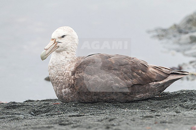 Southern Giant Petrel (Macronectes giganteus) at Macquarie Island, subantarctic New Zealand. Also known as Stinker or Stinkpot. stock-image by Agami/Marc Guyt,