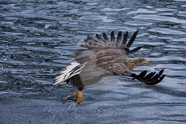 A white-tailed sea eagle, Haliaeetus albicilla, flying off with a freshly caught fish. Lofoten Islands, Nordland, Norway. stock-image by Agami/Sergio Pitamitz,