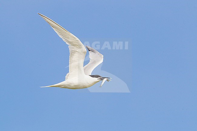 Grote Stern, Sandwich Tern, Sterna sandvicensis  adult bringing fish to colony in flight stock-image by Agami/Menno van Duijn,