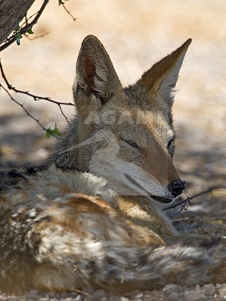 Zadeljakhals duttend in schaduw Etosha NP Namibie, Black-backed Jackal dozing in shadow Etosha NP Namibia stock-image by Agami/Wil Leurs,