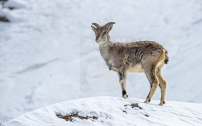 Young male (Pseudois nayaur) aka Himalayan Blue Sheep steady in Rumbak valley, Ladakh, India. stock-image by Agami/Vincent Legrand,