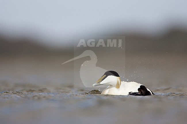 Zwemmend mannetje Eider; Swimming male Common Eider stock-image by Agami/Menno van Duijn,