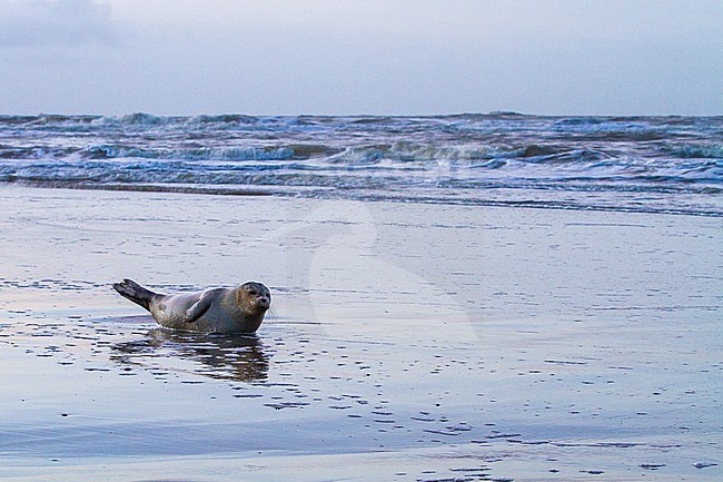 Common Seal, Phoca vitulina, immature animal resting on the beach with high tide at sunset during storm. Seal in landscape lying in the foreground with reflection and north sea with waves in the background. stock-image by Agami/Menno van Duijn,