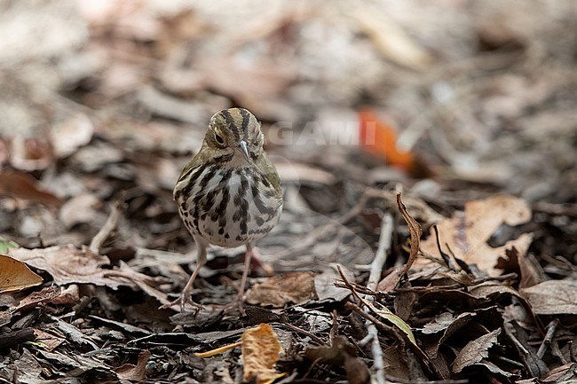 Ovenbird (Seiurus aurocapilla) walking on ground in Dry Tortugas, USA stock-image by Agami/Helge Sorensen,