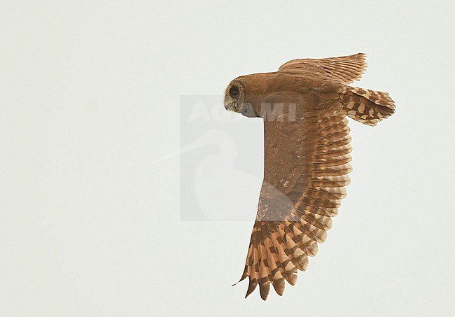 Marsh Owl (Asio capensis) at Merja Zerga, northern Morocco stock-image by Agami/Eduard Sangster,
