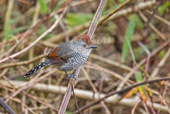 Male Rufous-capped Antshrike (Thamnophilus ruficapillus) in northern Peru. stock-image by Agami/Pete Morris,