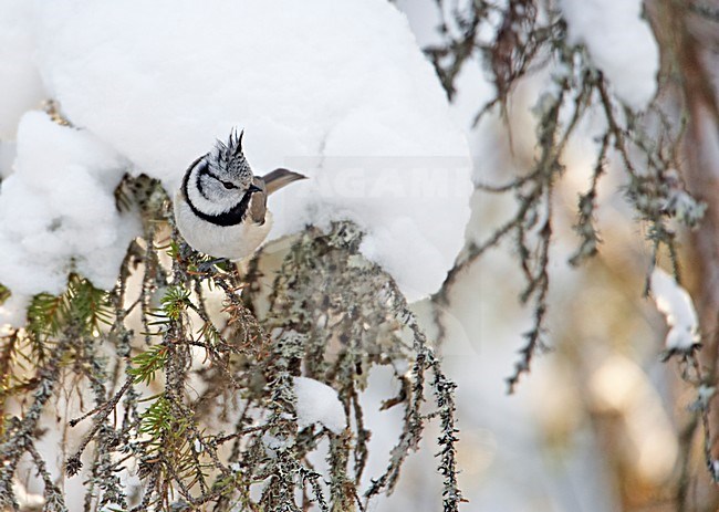 Kuifmees zittend, Crested Tit perched stock-image by Agami/Markus Varesvuo,