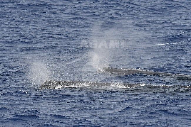 Sperm Whale’s (Physeter macrocephalus) swimming in offshore waters of St Helena island in the central Atlantic ocean. Two coming to the surface for breathing. stock-image by Agami/Laurens Steijn,