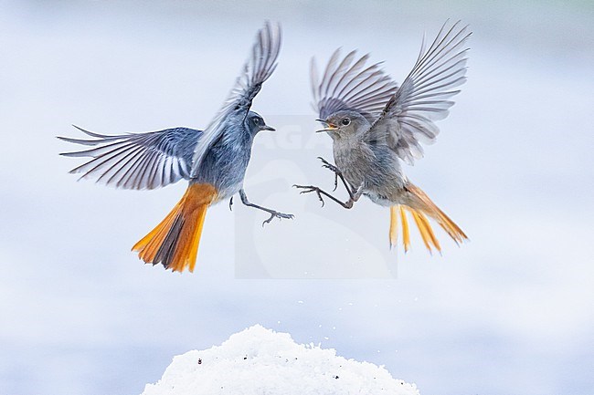  stock-image by Agami/Menno van Duijn,