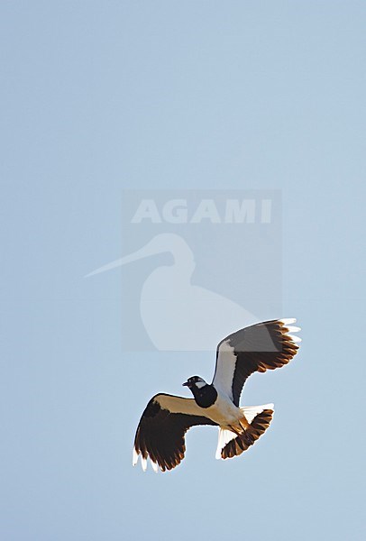 Kievit in vlucht; Northern Lapwing flying stock-image by Agami/Markus Varesvuo,