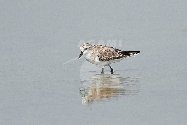 Red-necked Stint (Calidris ruficollis) wintering near Pak Thale in Thailand. stock-image by Agami/Laurens Steijn,