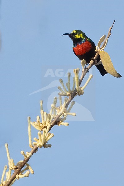 Hofmann's Sunbird  (Cinnyris hofmanni) perched in a tree in Tanzania. stock-image by Agami/Dubi Shapiro,