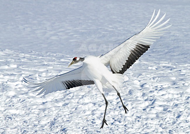 Chinese Kraanvogel vliegend, Red-crowned Crane flying stock-image by Agami/Pete Morris,