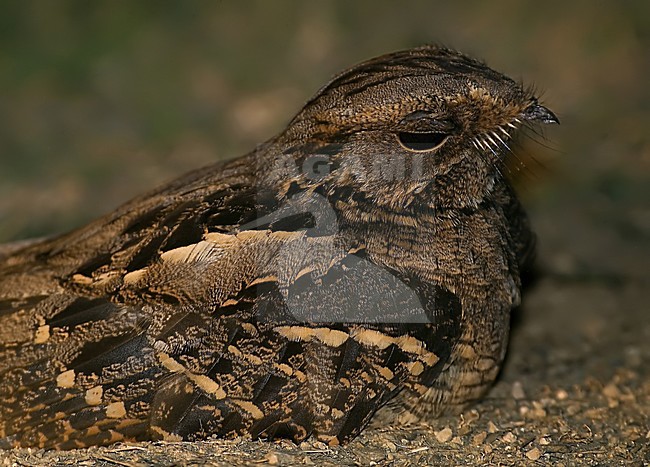 Horsfields Nachtzwaluw, Large-tailed Nightjar stock-image by Agami/Alex Vargas,