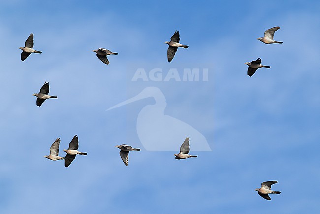 flock of common wood pigeon (Columba palumbus) in flight, found at Fehmarn at the Baltic Sea in Germany stock-image by Agami/Mathias Putze,