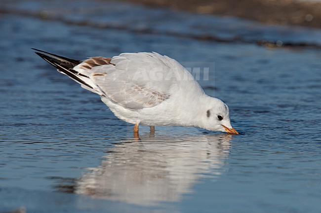 Drinkende Kokmeeuw in eerste winterkleed; Drinking first winter Black-headed Gull stock-image by Agami/Arnold Meijer,