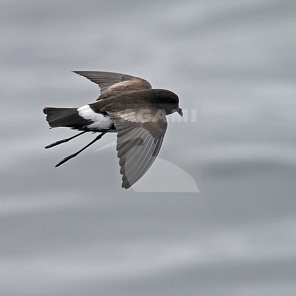 Elliot's Storm Petrel (Oceanites gracilis) in flight over the pacific ocean near Lima, Peru. Poorly known; only one nest has ever been found. stock-image by Agami/Pete Morris,