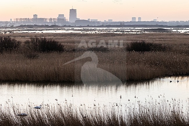  stock-image by Agami/Menno van Duijn,