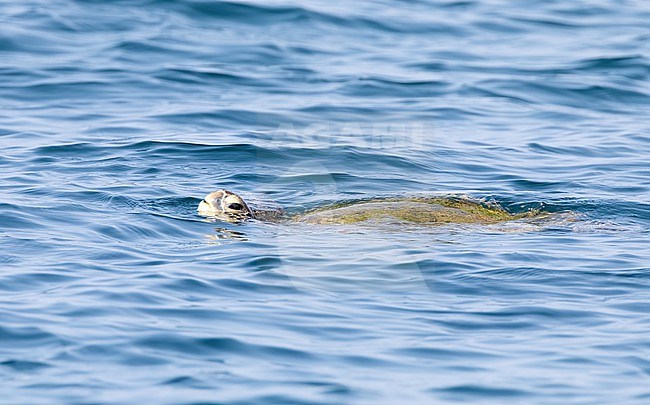 Green Sea Turtle  (Chelonia mydas) swimming in the sea stock-image by Agami/Roy de Haas,