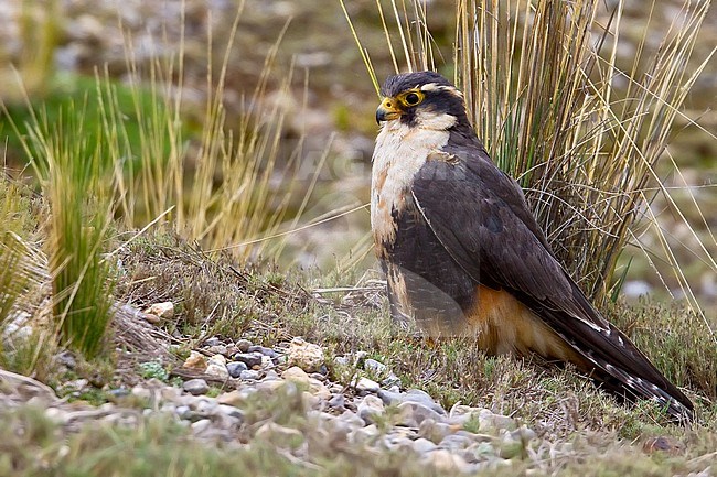 Birds of Peru, an Aplomado Falcon stock-image by Agami/Dubi Shapiro,