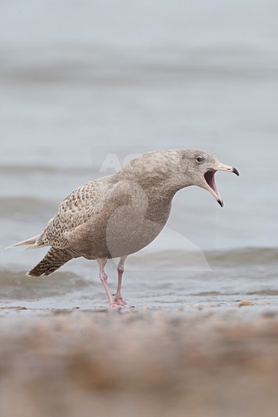 Eerste winter Grote Burgemeester roepend; First winter Glaucous Gull calling stock-image by Agami/Arnold Meijer,