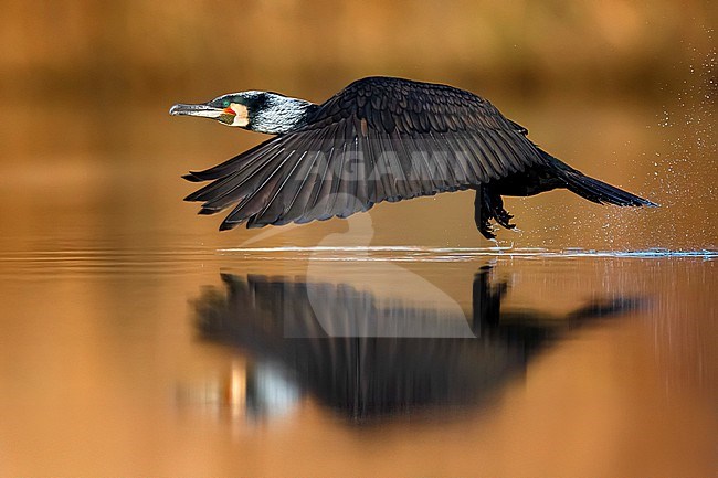 Great Cormorant, Phalacrocorax carbo sinensis, in Italy. stock-image by Agami/Daniele Occhiato,